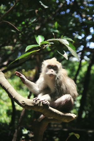 Ð¡ute monkey sitting on branches in Sunny forestの写真素材
