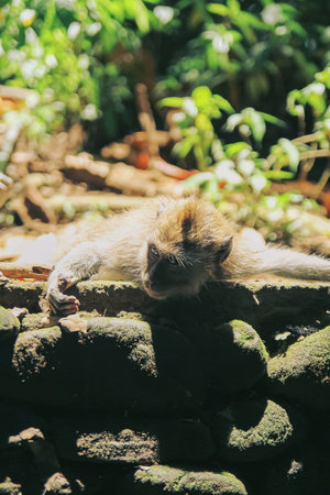 A young ape relaxes lying on the sun-warmed rocks