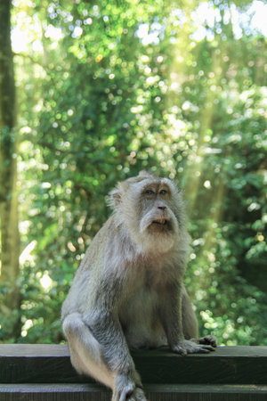 A rare monkey poses for a portrait against a sunny forest backgroundの写真素材