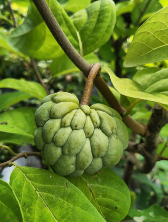 Custard apple fruit on tree, Annona Squamosa.の写真素材