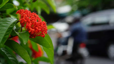 Ixora flower, Red spike flower. Ixora coccinea flower with blurry background.の写真素材