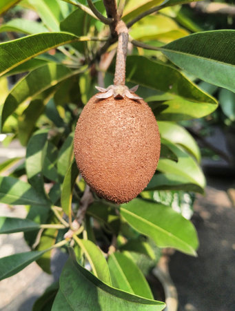 Brown sapodilla fruit growing on the tree in the garden