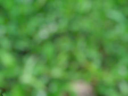green leaf blurred background for designの写真素材
