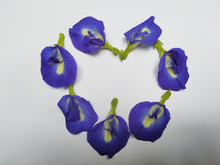 purple clitoria ternatea flower with heart shape isolated in white backgroundの写真素材