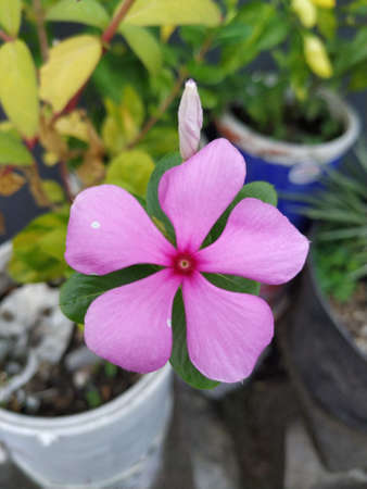 selective focus of pink madagascar periwinkle, sadafuli catharanthus roses flower in the gardenの写真素材