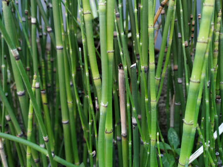 rough horsetail, equisetum hyemale as known as snake grass in the gardenの写真素材
