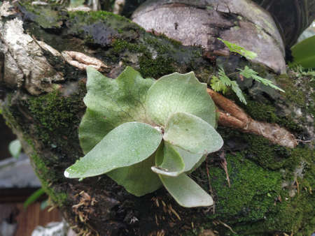young horsetail plant attached to the tree trunkの写真素材