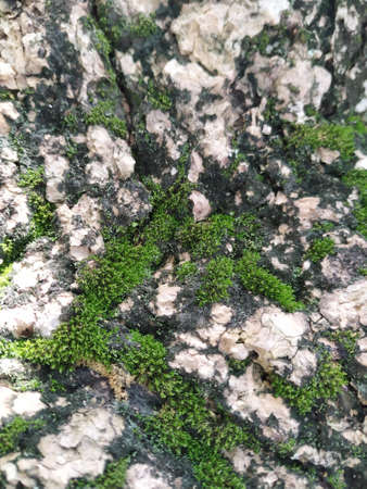 calymperes tenerum, green moss printed floor or backdrop. moss growing on tree trunksの写真素材
