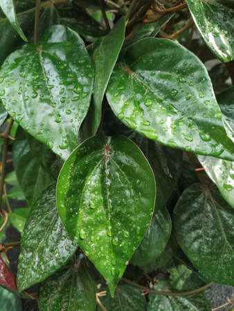 betel leaf field, locally known as Daun Sirih in Bali, Indonesia. Betel leaf wet in the rainの写真素材
