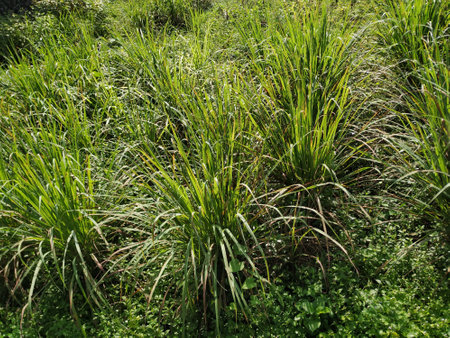 Lemongrass farm stock photo, growing lemongrassの写真素材