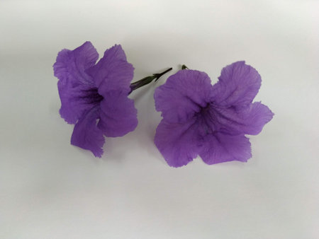 Ruellia brittoniana wild petunia soft purple isolated in white backgroundの写真素材