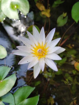white lotus flower, tropical lily water flowerの写真素材