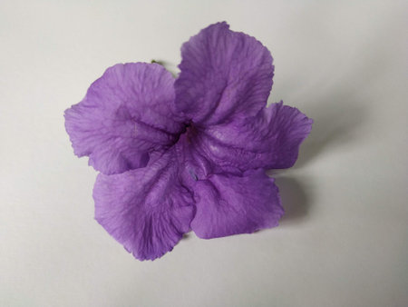 Ruellia brittoniana wild petunia soft purple isolated in white backgroundの写真素材