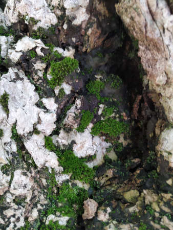 calymperes tenerum, green moss printed floor or backdrop. moss growing on tree trunksの写真素材