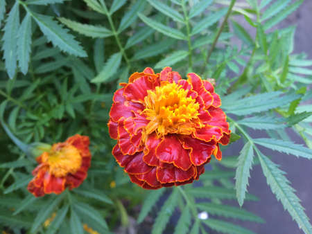 close up view of orange marigoldの写真素材