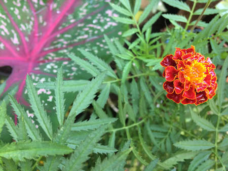 close up view of orange marigoldの写真素材