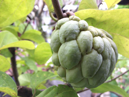 Custard apple fruit on tree, Annona Squamosaの写真素材