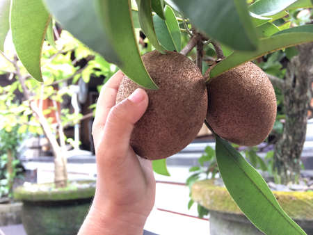 little girl hand holding sapodilla fruitの写真素材