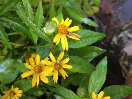 Yellow Broadleaf arnica, arnica latifoliaの写真素材