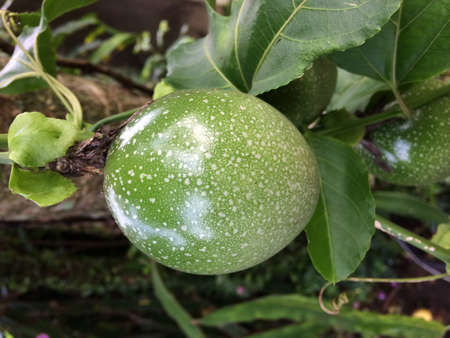 Passion fruit growing on the vine. Passiflora incarnataの写真素材