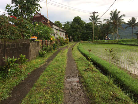 village views with roads and rice fields in the morningの写真素材