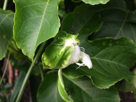 Photo of the closeup of buds, sepal and receptacles of passion fruitの写真素材