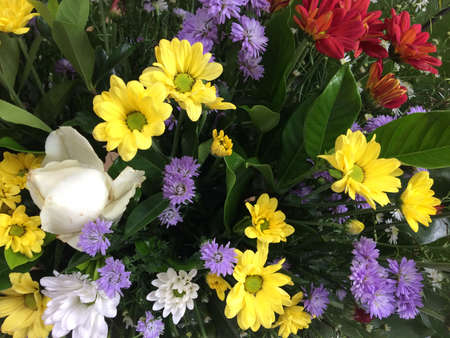 colorful chrysanthemum flower arrangements for decorationの写真素材