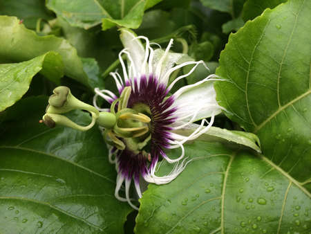 Passion fruit flower in bloom (passiflora caerulea)の写真素材