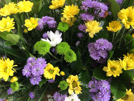 colorful chrysanthemum flower arrangements for decorationの写真素材