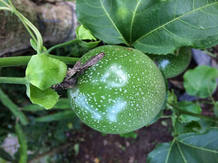 Passion fruit growing on the vine. Passiflora incarnataの写真素材