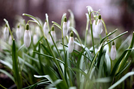 snowdropsの写真素材