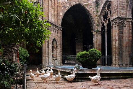 geese in the Cathedralの写真素材