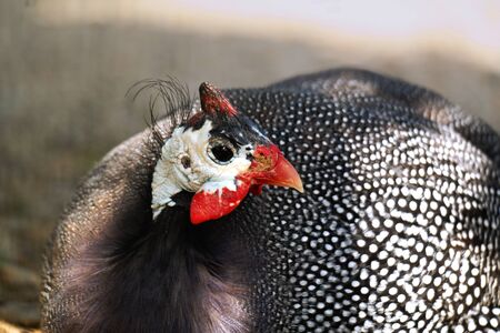 guinea fowlの写真素材