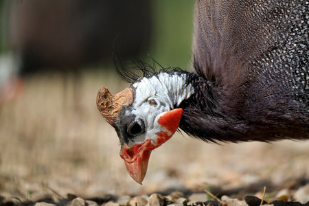 guinea fowl in the poultry house. close-up. household.の写真素材