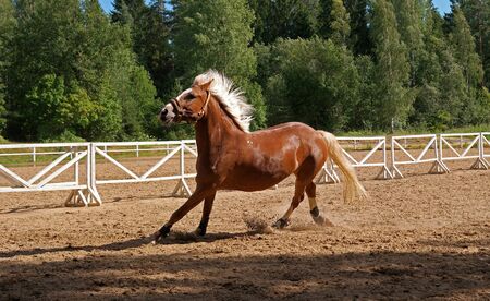 Horse in full growth. A horse in the paddock.の写真素材