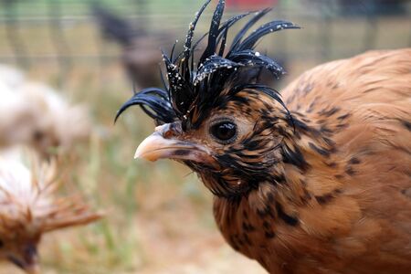 decorative crested chicken, beige, orange, black spots, black crestの写真素材