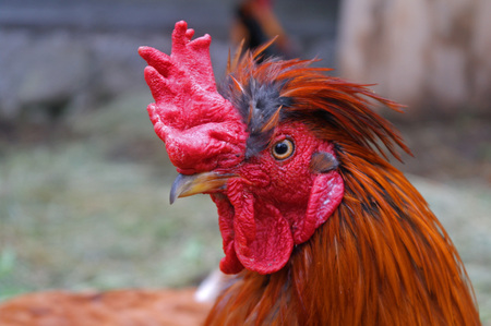 close up head cock with red comb on white  backgroundの写真素材