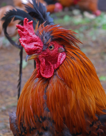 close up head cock with red comb on white  backgroundの写真素材