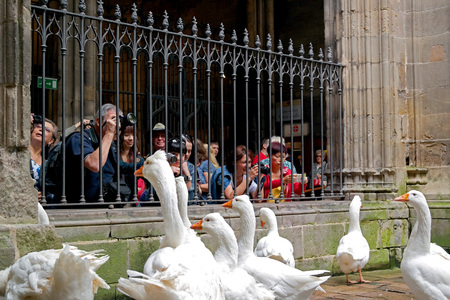 Barcelona, Spain - May 17, 2014: Geese in Cathedral of Saint Eulalia. Tourists take pictures of geese.のeditorial素材
