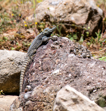 Lizard in the natural environment of Turkey, a lizard sitting on a stoneの写真素材