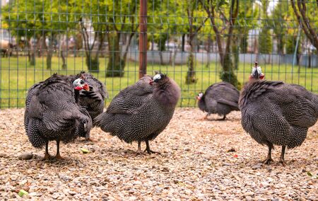 Guinea fowl in a pen. Guinea fowl give himself up.の写真素材