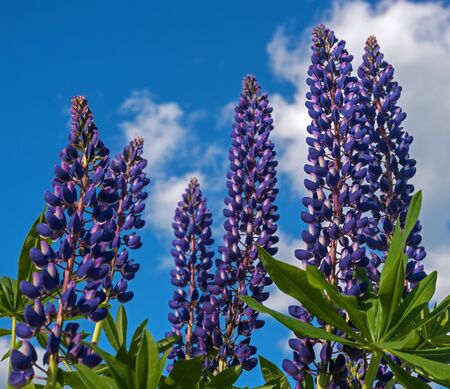 Blue Flowers Veronica. The flowers grow in the field. Veronica - genus of flowering plants in the family plantaginaceae .の写真素材