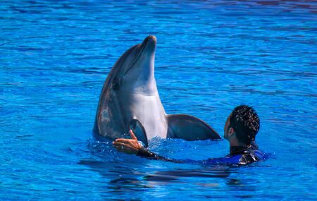 Alanya, Turkey - May 3, 2014: Dolphin Sealanya - shows featuring dolphins and sea lions. Speech trainer and dolphin.のeditorial素材