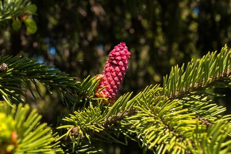 Young pine cone with flowering pollen.の写真素材