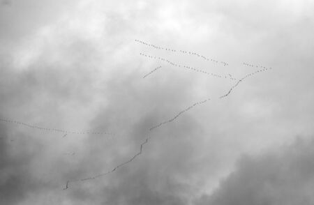 A large flock of ducks flies to the south. The flock is built in the form of a triangle.の写真素材