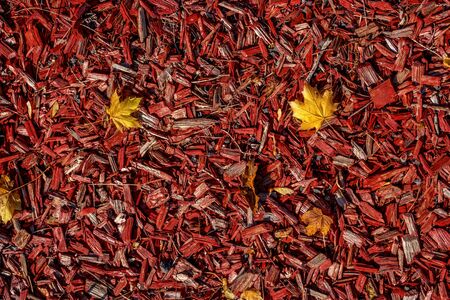 Decorative wood chips with autumn leaves. The slivers are red, the leaves are yellow.の写真素材