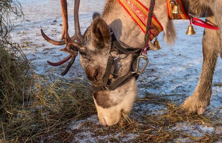 The northern deer is moss. The reindeer likes moss very much. Moss is in the snow. The reindeer is a small animal. On the head of the reindeer there are horns.の写真素材