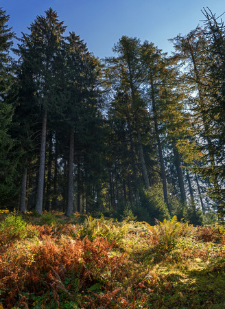 Autumn forest in the mountains. Austria. High spruce and gentle slopes of the Alps. Thick grass at the foot of the trees. Not far away is the lake Weissensee.の写真素材