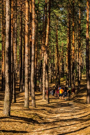 Young People Among the Pinesの写真素材