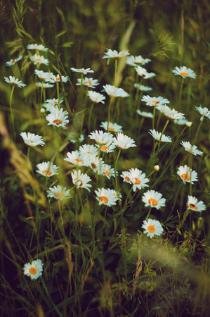 daisies (flowers) in the fieldの写真素材